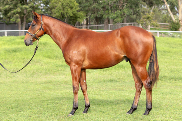 Stretan Ruler was a $220,000 Inglis Easter purchase.