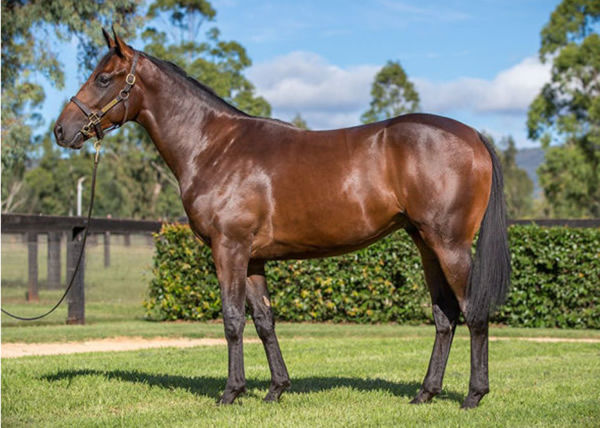 Stroke of Luck was bred and sold by Yarraman Park.