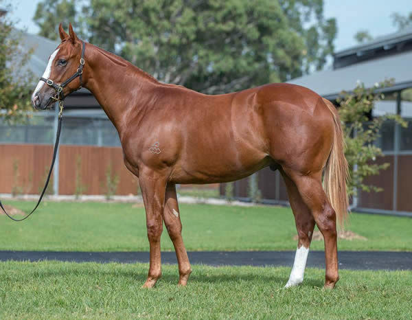 Stronger a $1,050,000 Inglis Easter yearling