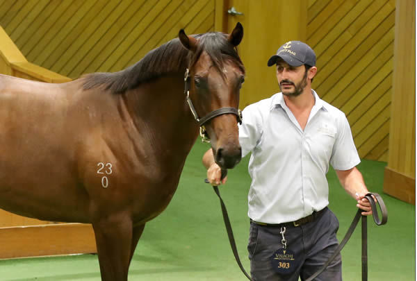 Lot 303, the US Navy Flag colt out of Fastnet Rock mare Honfleur, was purchased out of Valachi Downs’ draft by Wexford Stables for $340,000. Photo: Trish Dunell