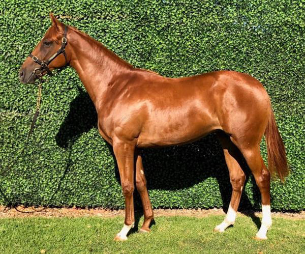 Succeed Indeed a $45,000 Premier Yearling bargain