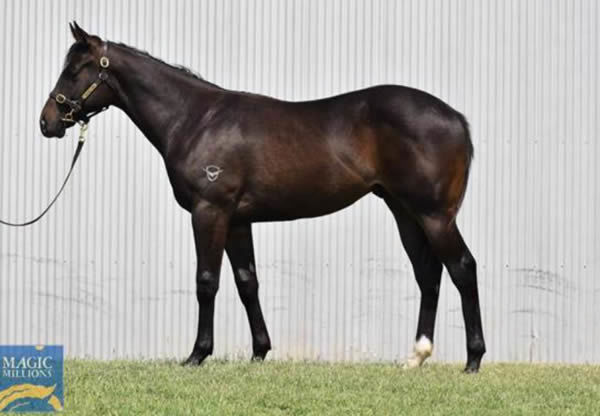 Sold by Valiant stud, Sudoko as a yearling