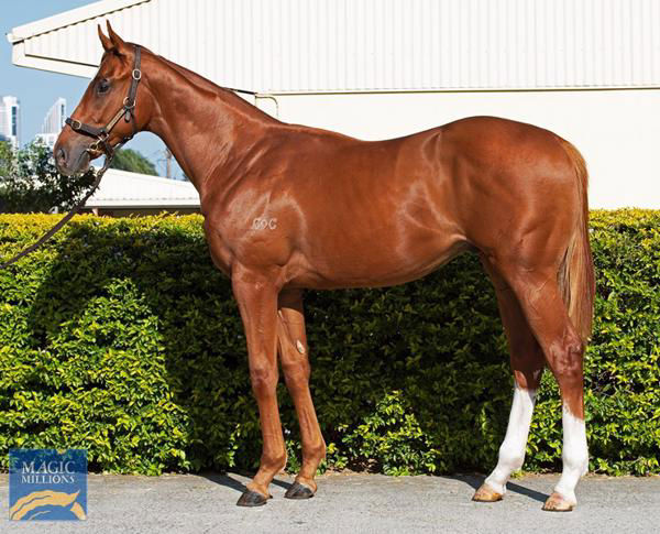 Sunfall a $150,000 Magic Millions yearling
