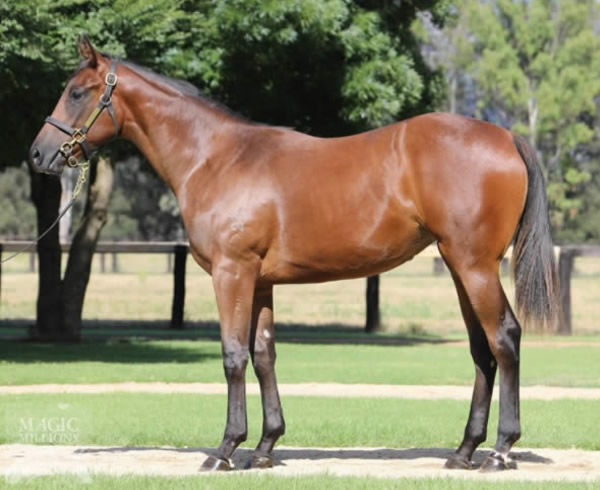 Sunlight as a yearling, Widden sold her for $300,000.