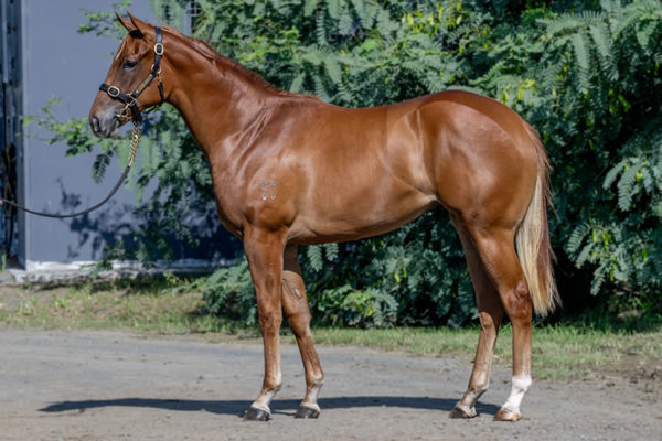 Sunlit Serenade was a $110,000 Inglis Classic purchase.