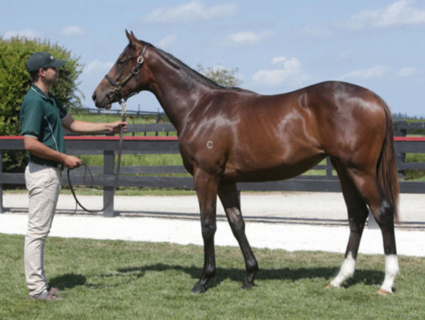 Super Chilled was a Karaka Book 1 bargain snapped up for just $70,000.