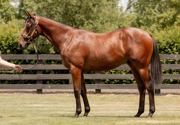 Lot 298 - half-brother by Super Seth to Tuxedo.