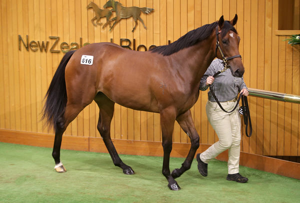 Lot 616, the Super Seth filly out of the Group Three winning Red Ransom mare Valpolicella, was purchased by Ian Moses for $625,000. Photo: Trish Dunell