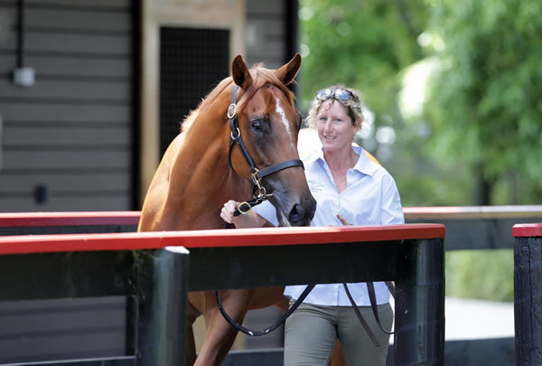 $700,000 for the Super Seth filly from Vitesse - image Trish Dunell