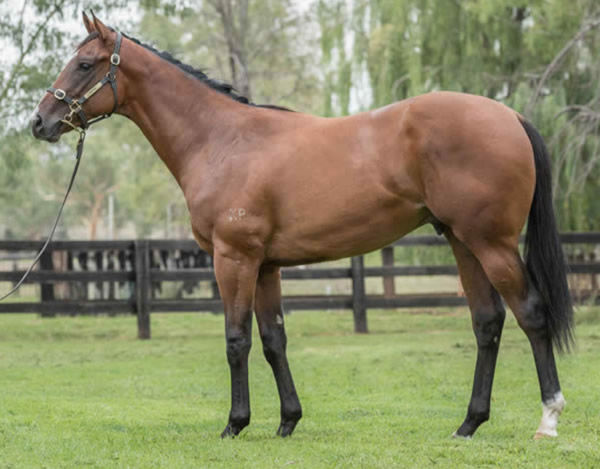 Super Wealthy was sold at Inglis Classic by Bhima Thoroughbreds for $55,000.
