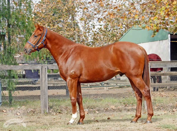 Superium failed to make his $60,000 reserve at the National Yearling Sale