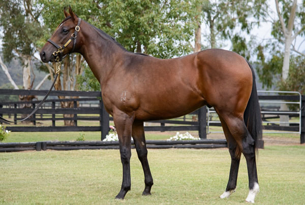 $100,000 Supido colt from Northern Glory