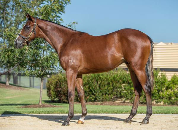Supremo a $260,000 Easter yearling