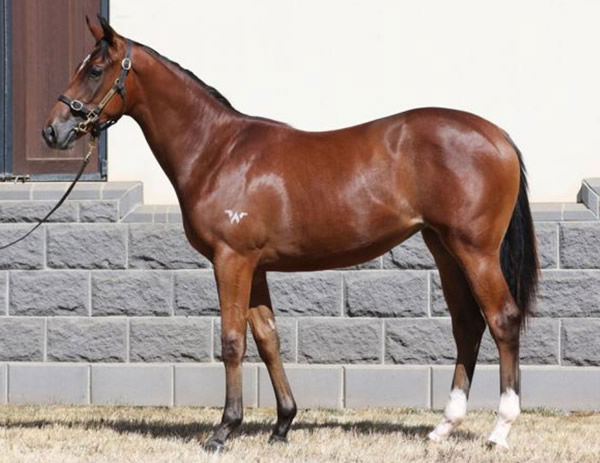 At $300,000, Sur La Mer is the most expensive yearling filly by Nicconi.