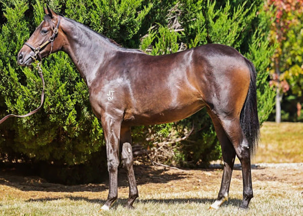 Sweltering Was A $90,000 Yearling (pictured) and $600,000 Broodmare Purchase