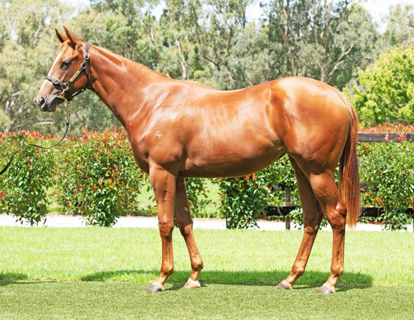 Swerving a $110,000 Inglis Premier yearling