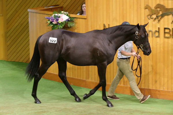 Lot 922, the Sweynesse colt out of Kilgravin Lodge’s draft, who was purchased by bloodstock agent John Foote on behalf of Hong Kong clients for $140,000. Photo: Trish Dunell