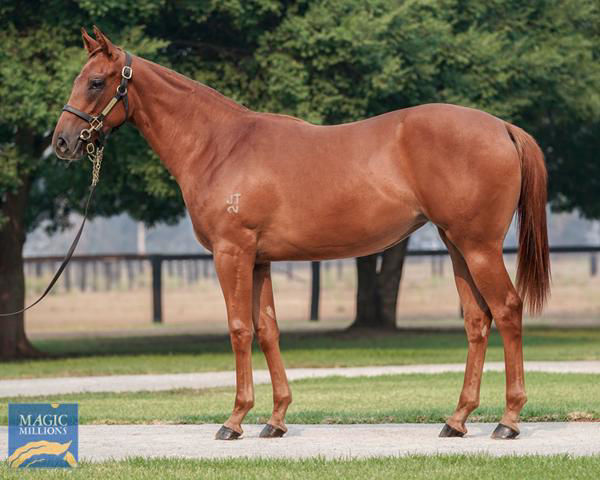 Swift Witness a $260,000 Magic Millions Yearling
