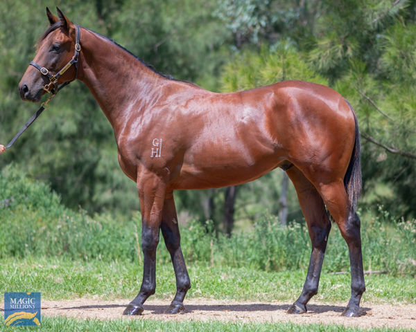 Swiss Exile a $95,000 Adelaide Magic Millions yearling