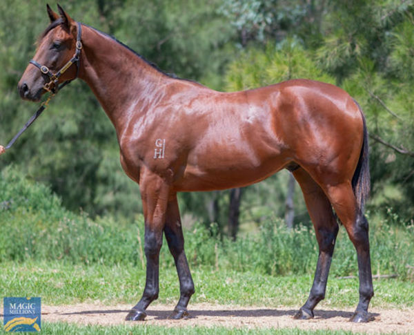 Swiss Exile was a $95,000 MM Adelaide purchase for Annabel Neasham.