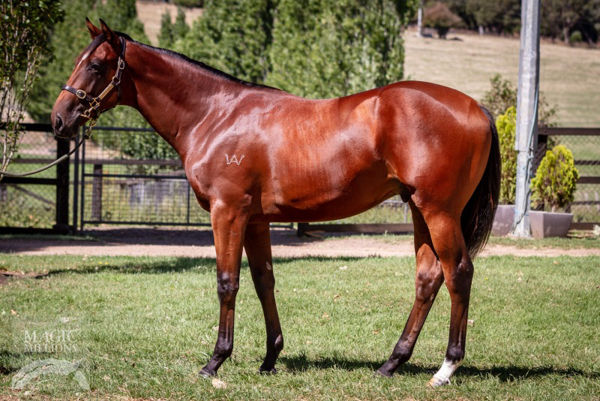 Swoop Dog failed to make his $40,000 reserve as a yearling. 