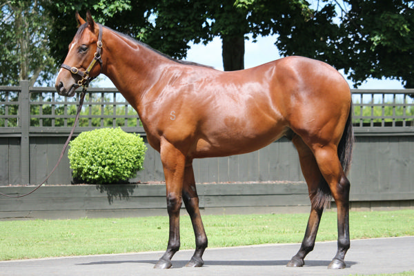 $260,000 Sword of State colt from Florencenightingale.