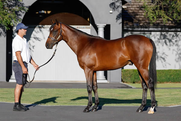 $320,000 Sword of State colt from O'Carol.