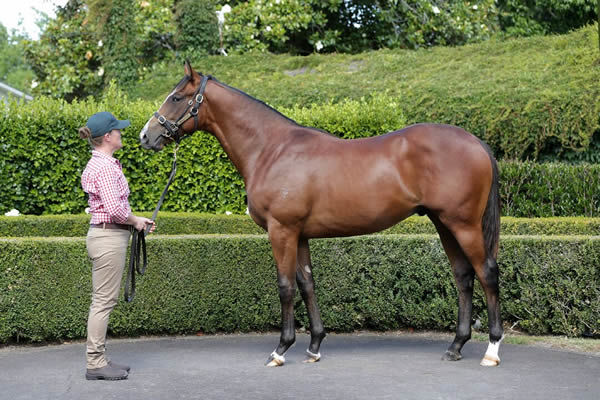 $400,000 Sword of State colt from Astor.