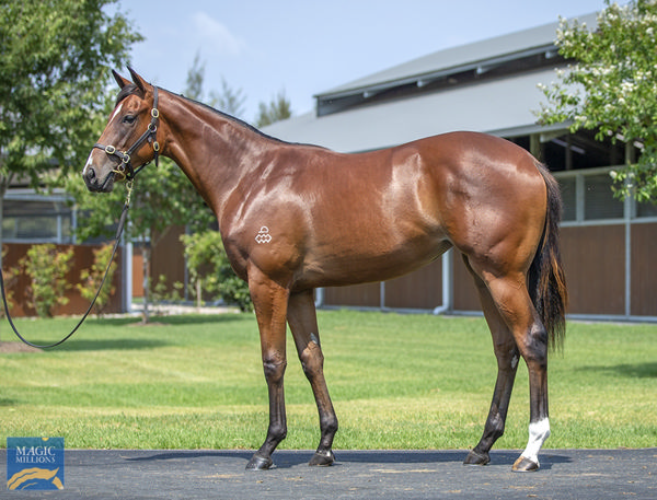 Swordplay Is A Graduate of Arrowfield Stud's Magic Millions Yearling Sale Draft