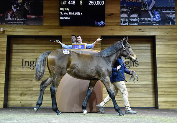 $250,000 So You Think filly from Blackline