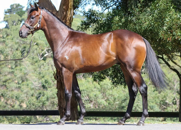 $460,00 So You Think colt from Danalicious