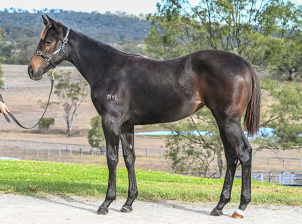 $200,000 So You Think filly from Diamond.