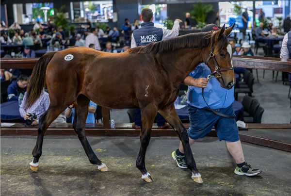 $400,000 So You Think filly from Marquise da Rossa.