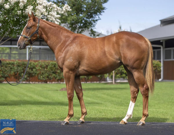 Tabata Set was bred and sold by Arrowfield Stud.