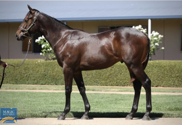 Tagaloa colt from La Magique looked like this as a yearling selling for just $10,000.