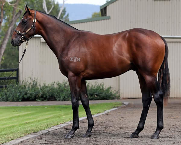 Taikomochi a $180,000 Easter yearling