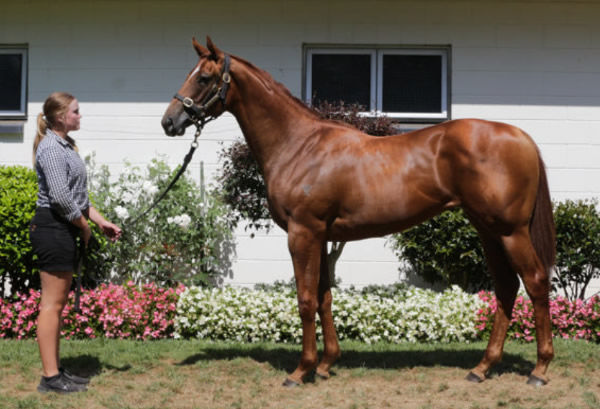 Tale of the Gypsy was purchased for $180,000 at Karaka Book 1.