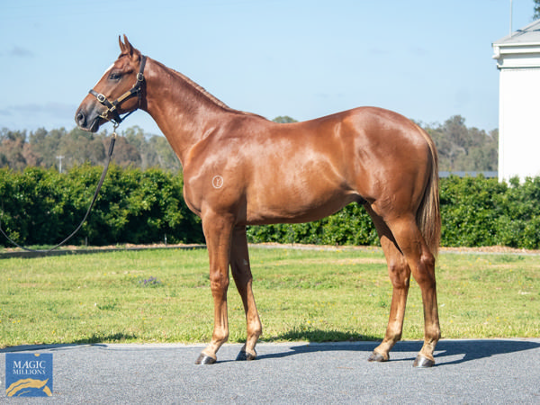 Tambeloa was a $60,000 Magic Millions purchase.