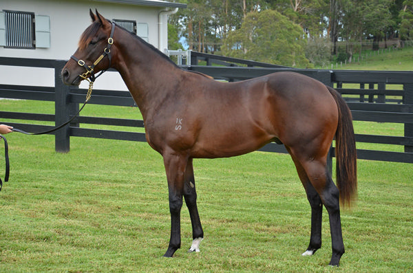 Tamasa - The Sire Of Listed Winner Cicala - Pictured As An Inglis Classic Yearling