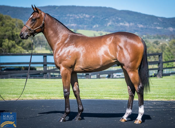 A $160,000 Magic Millions purchase, Tannenburg has four relations catalogued for MM 2024. 