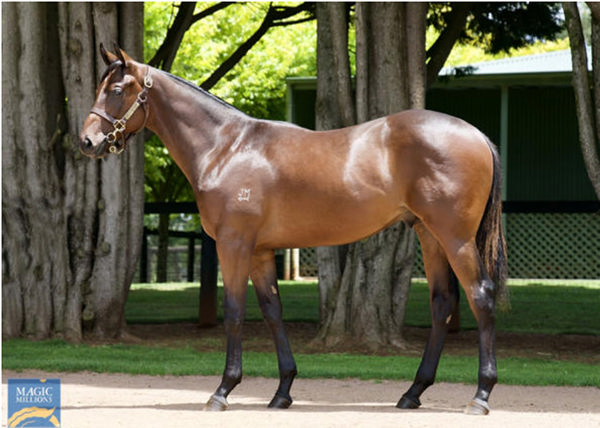 Tannhauser a $425,000 Magic Millions yearling
