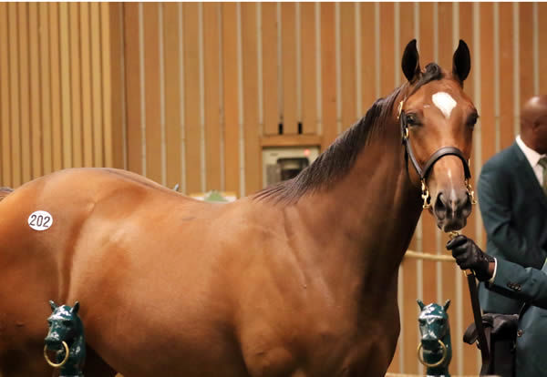 $1.3million Tapit filly from Lady Take Charge