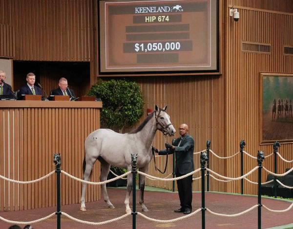 Tapit colt from Verve's Tale that sold for $1.-5million.