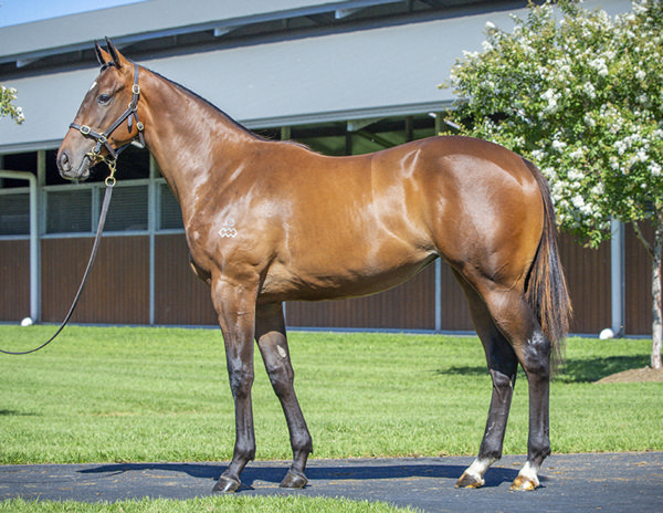 Full sister to Know Thyself is sure to be popular at Inglis Classic.