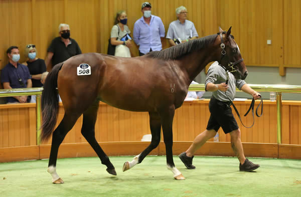 Lot 508, The Autumn Sun colt out of the More Than Ready mare Pristino, was purchased out of Landsdowne Park’s draft by Roger James and Robert Wellwood for $900,000. Photo: Trish Dunell