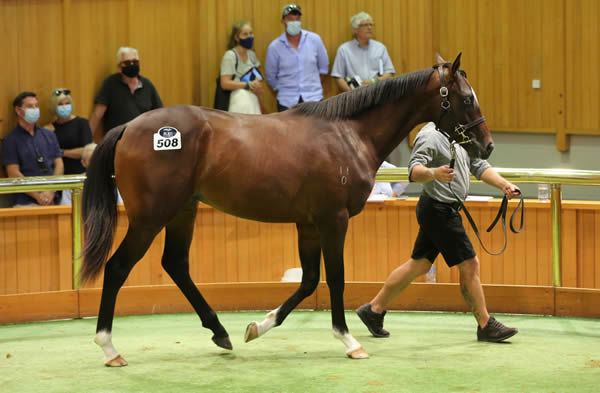 Lot 508, The Autumn Sun colt, was purchased out of Landsdowne Park’s New Zealand Bloodstock Book 1 Yearling Sale draft by Roger James and Robert Wellwood for $900,000. Photo: Trish Dunell