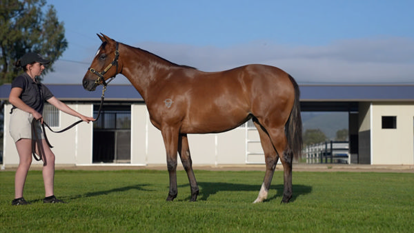 Lot 494 - The Autumn Sun filly from Talimena.