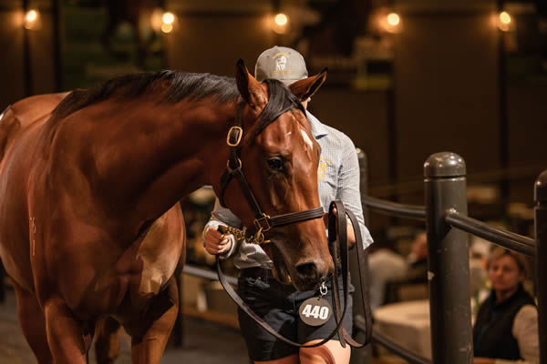 The 2023 Inglis Australian Easter Yearling Sale was topped by The Autumn Sun filly from Via Africa (SAfr). 