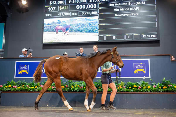 $600,000 the Autumn sun filly from Via Africa