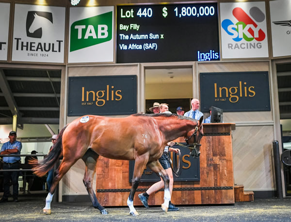 Sale -topper, this $1.8 million half-sister to G1 winner In The Congo - image Steve Hart. 